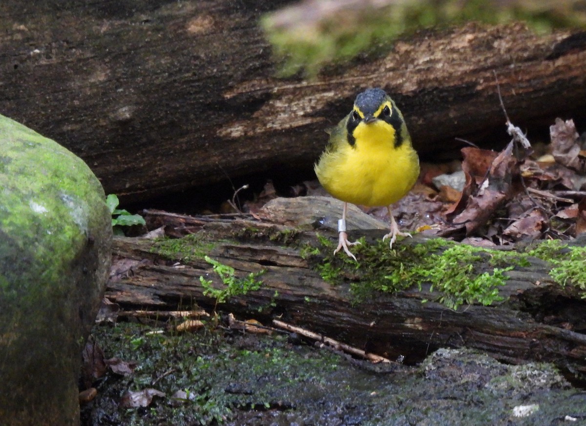 Kentucky Warbler - ML641015953