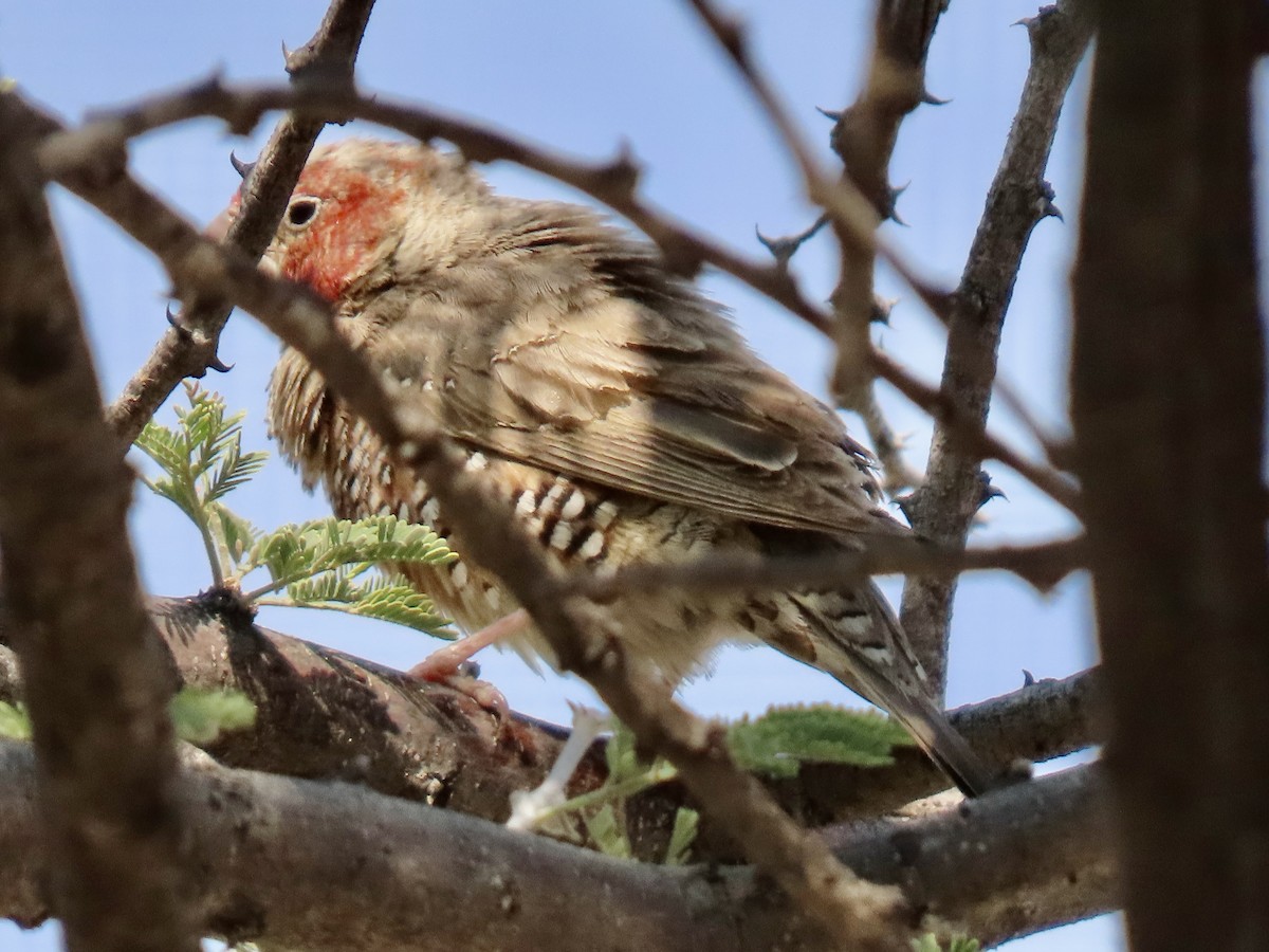 Red-headed Finch - ML641015960