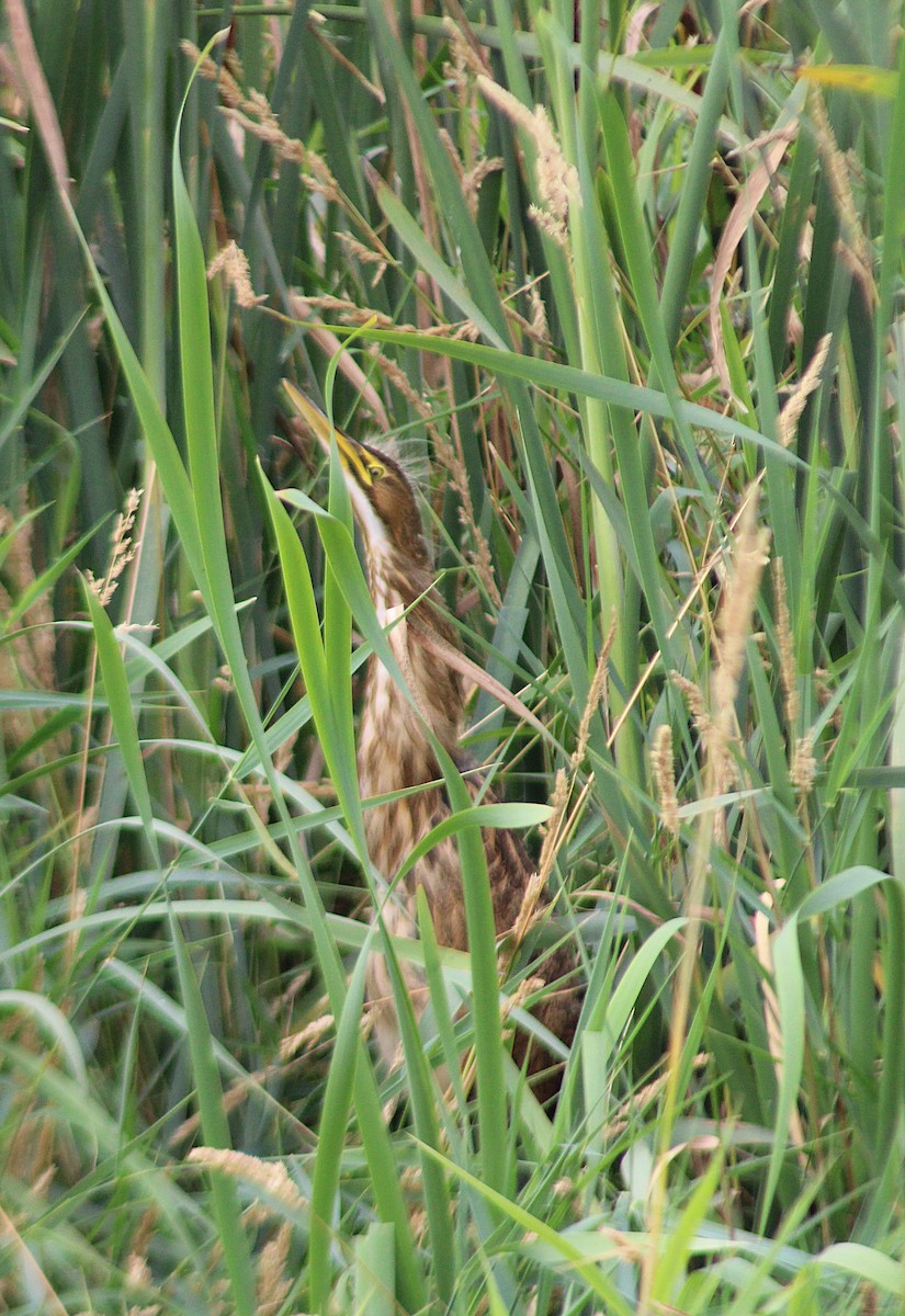 American Bittern - ML641015977