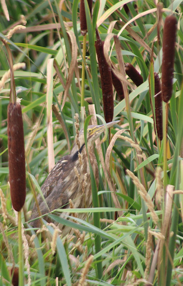 American Bittern - ML641015978