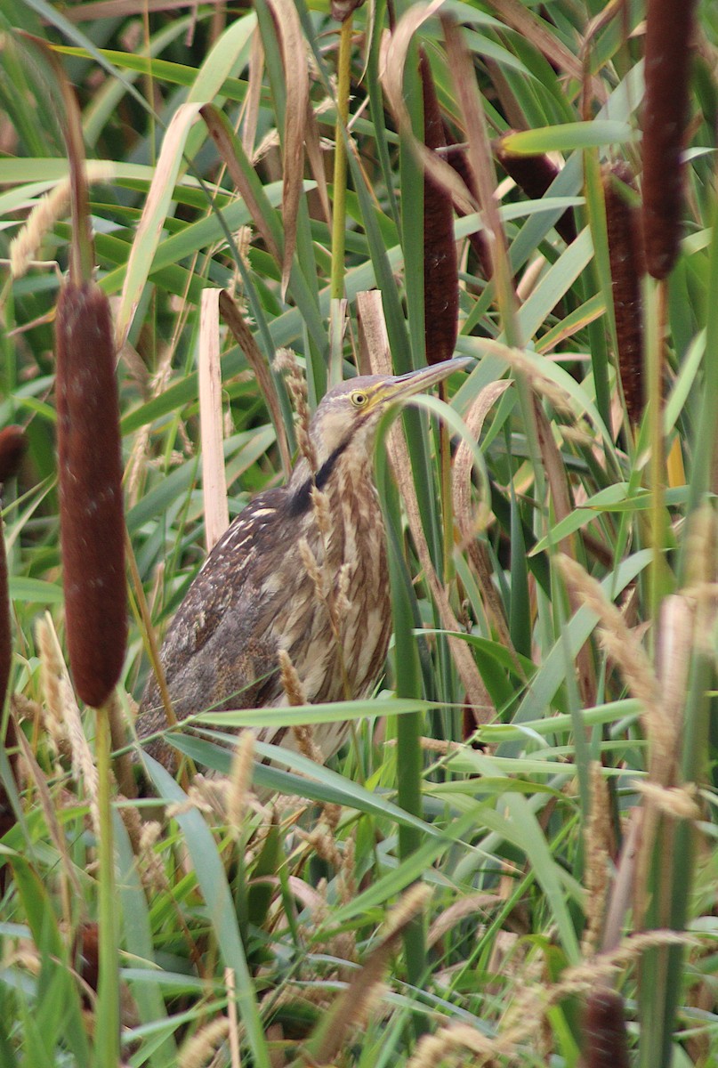 American Bittern - ML641015979
