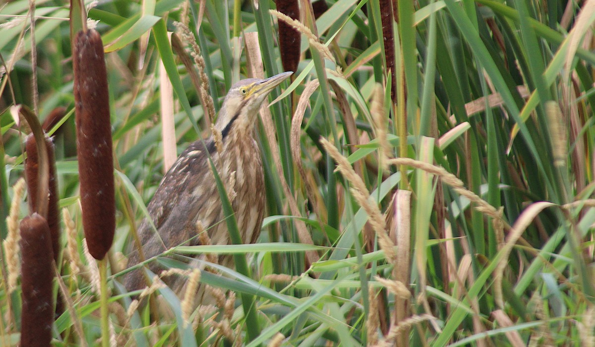 American Bittern - ML641015980