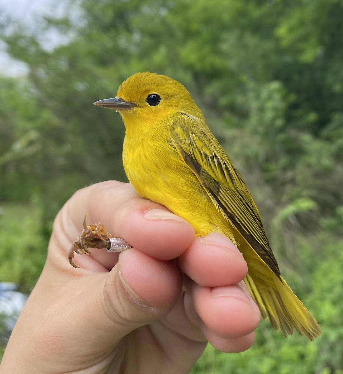 Northern Yellow Warbler - ML641016003