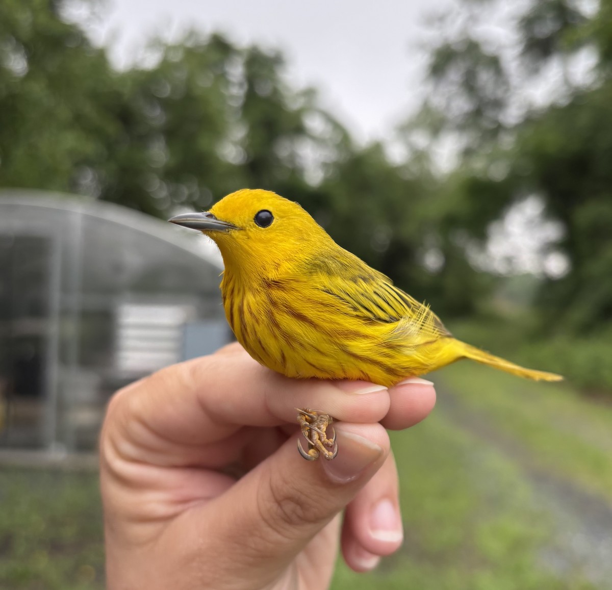 Northern Yellow Warbler - ML641016004
