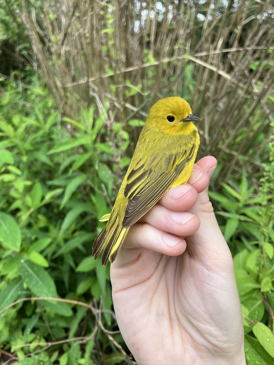 Northern Yellow Warbler - ML641016005