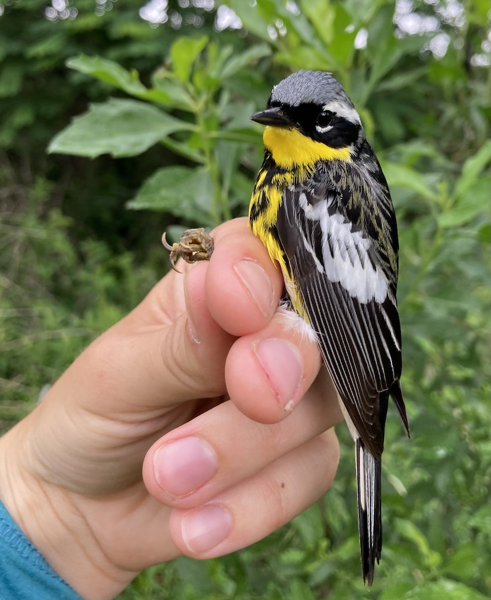 Magnolia Warbler - ML641016033