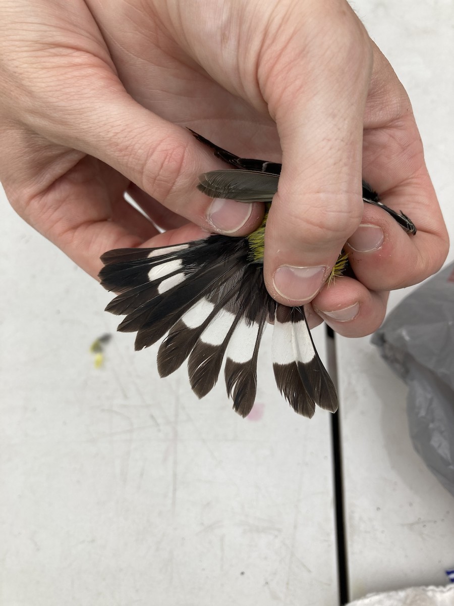 Magnolia Warbler - ML641016034