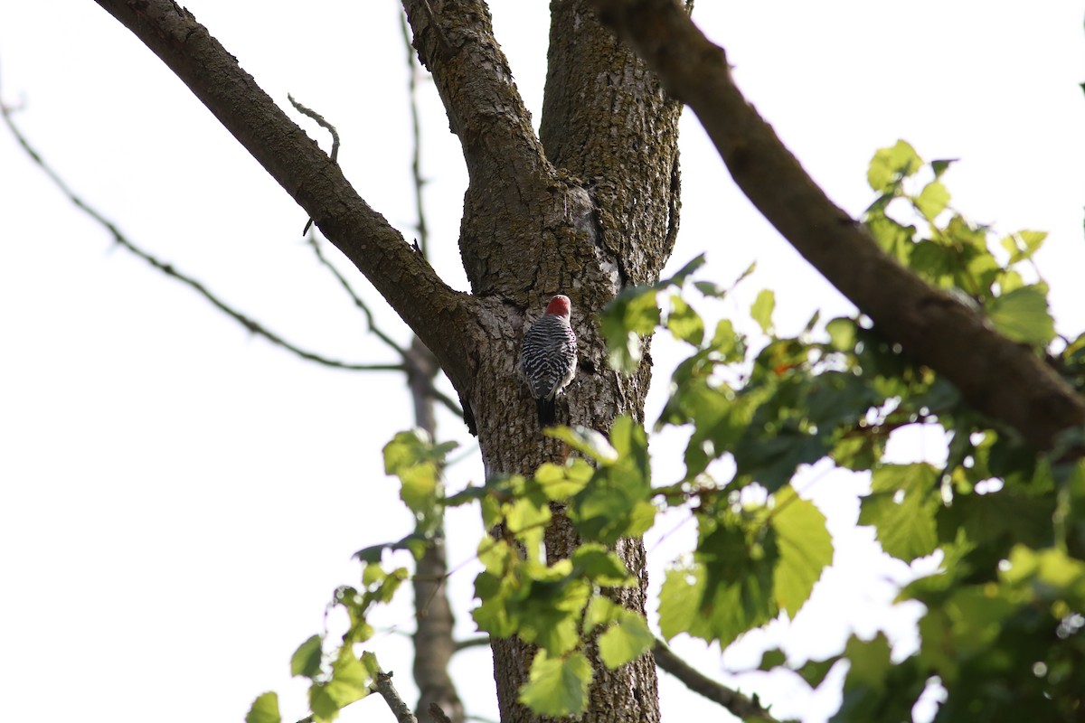 Red-bellied Woodpecker - ML641016057