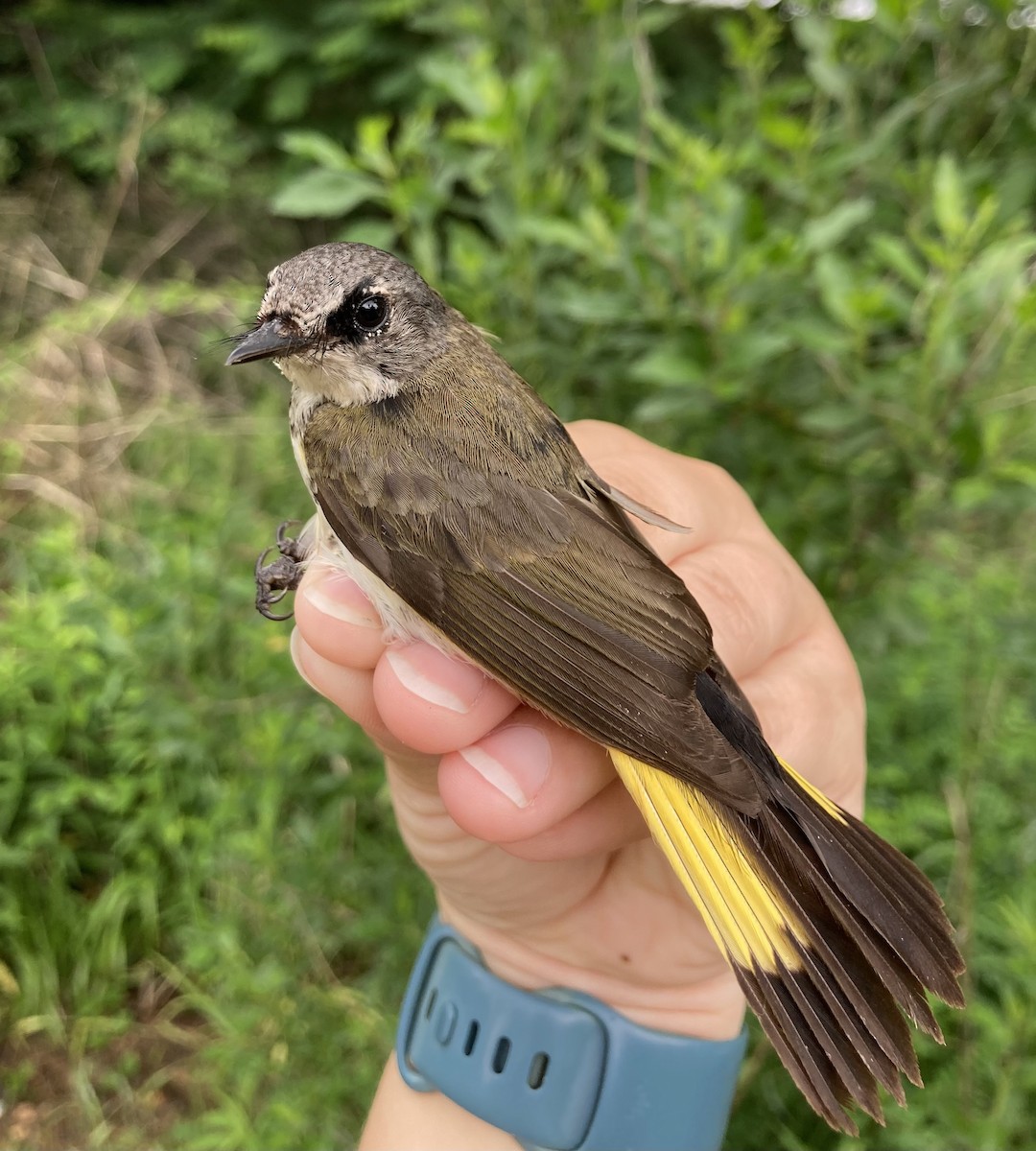 American Redstart - ML641016062