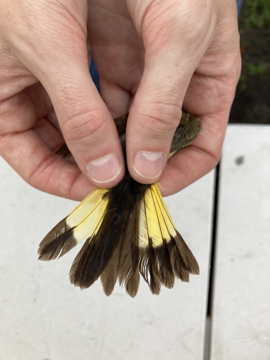American Redstart - ML641016063