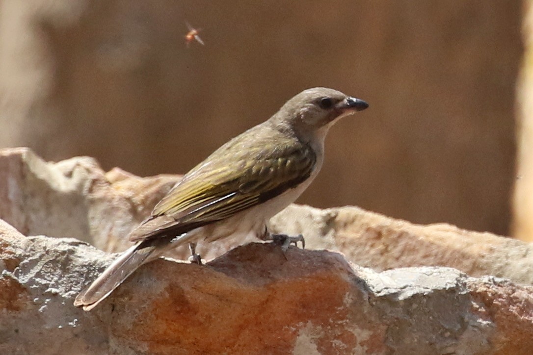 Lesser Honeyguide - ML641016064