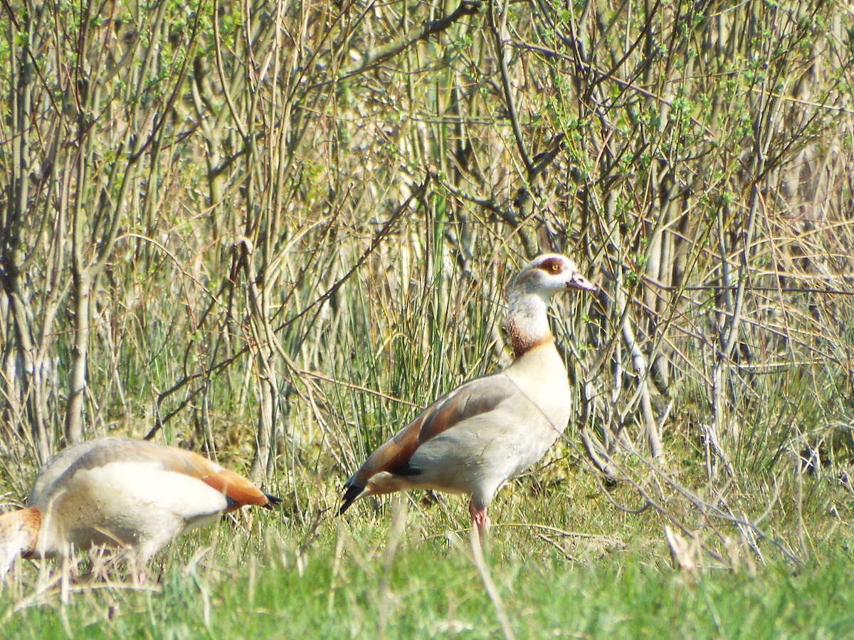 Nilgans - ML641016091