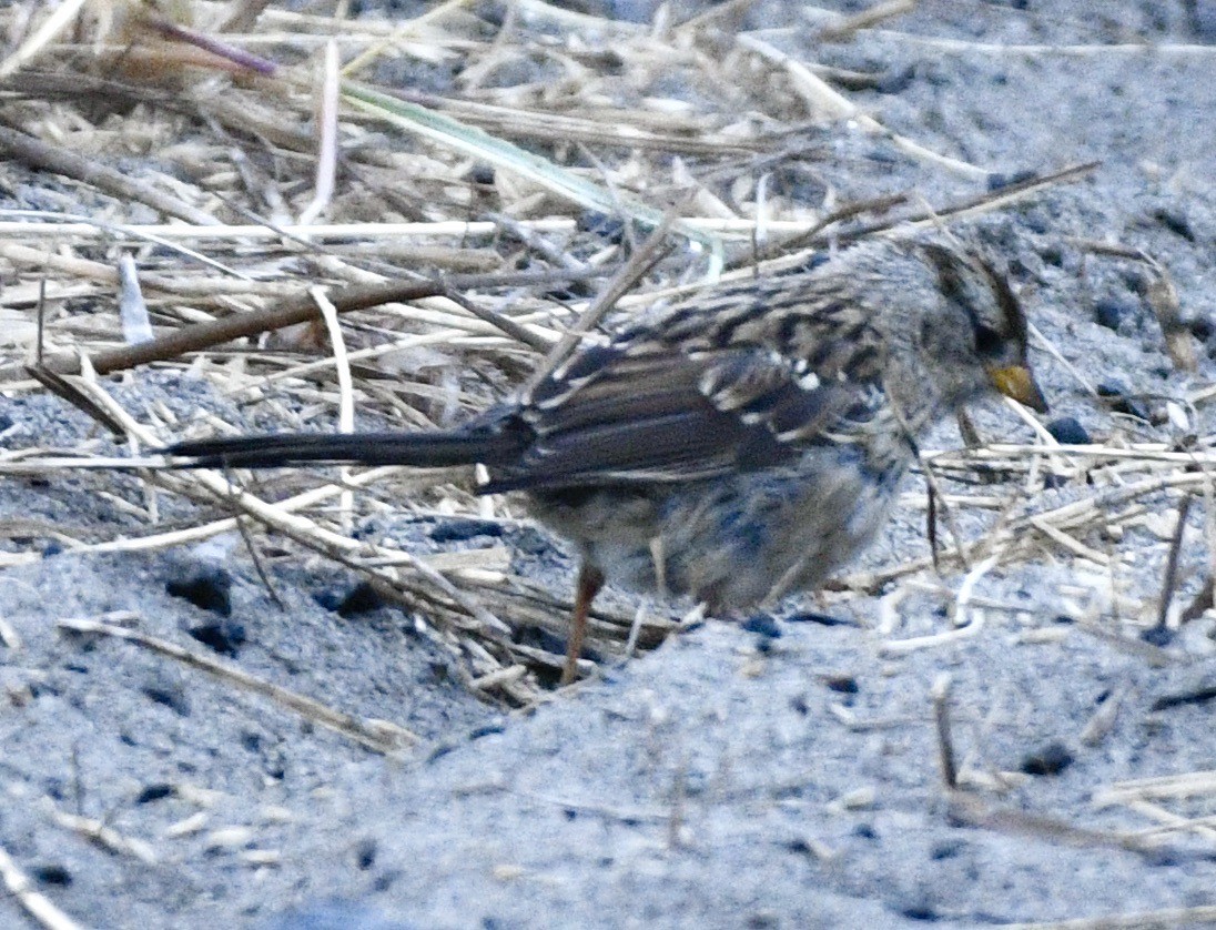 White-crowned Sparrow - ML641016167