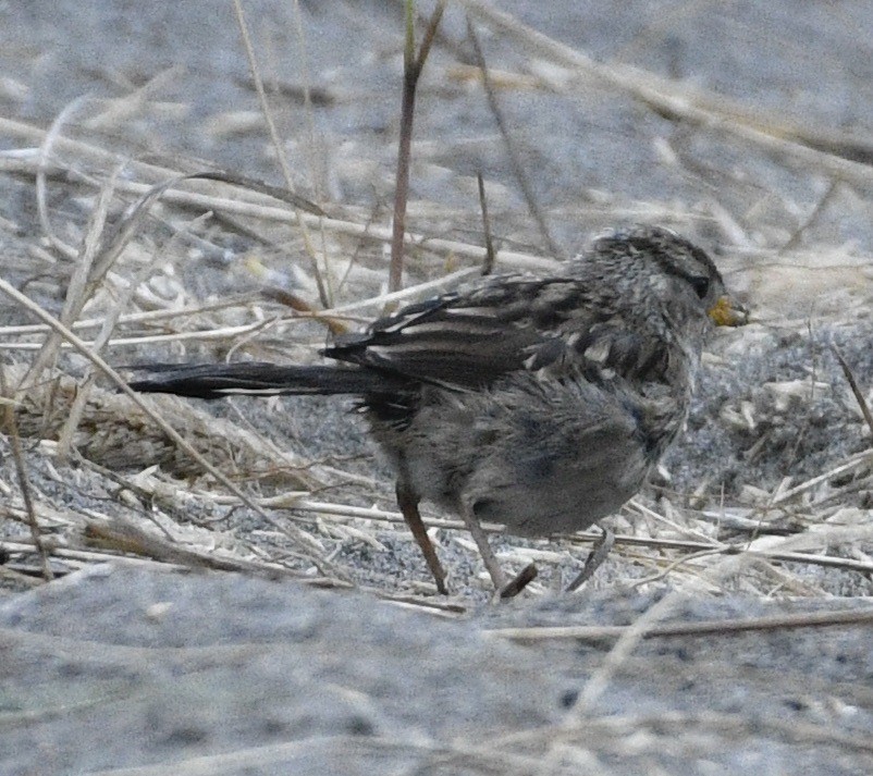 White-crowned Sparrow - ML641016168