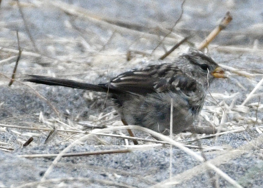 White-crowned Sparrow - ML641016169