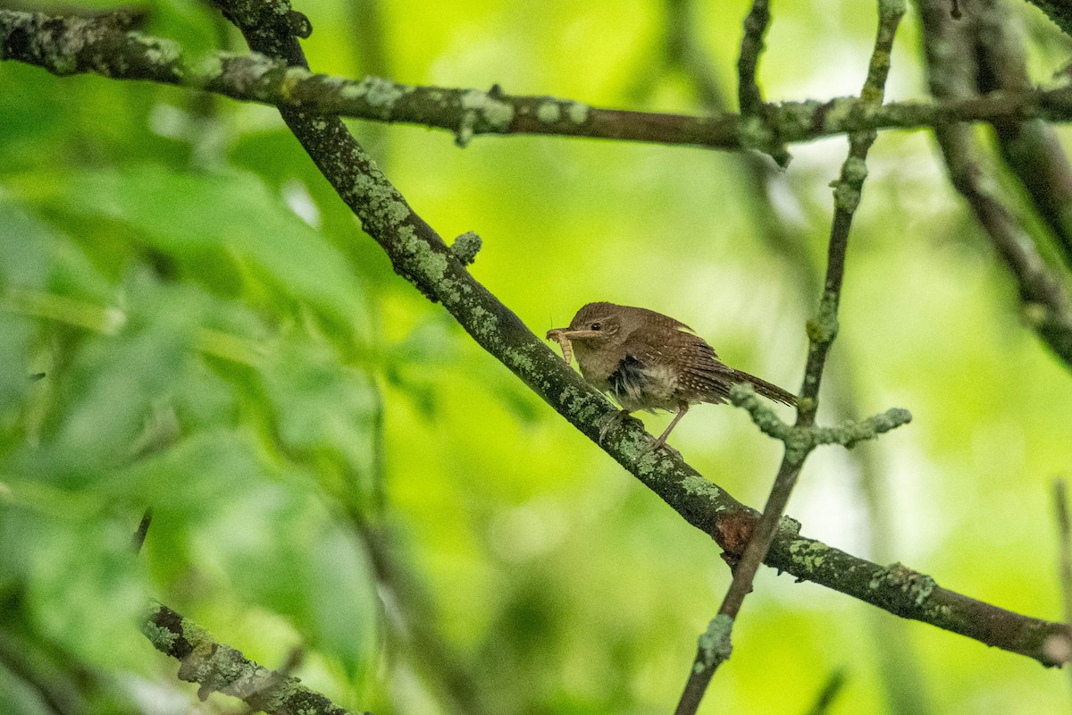 Northern House Wren - ML641016185