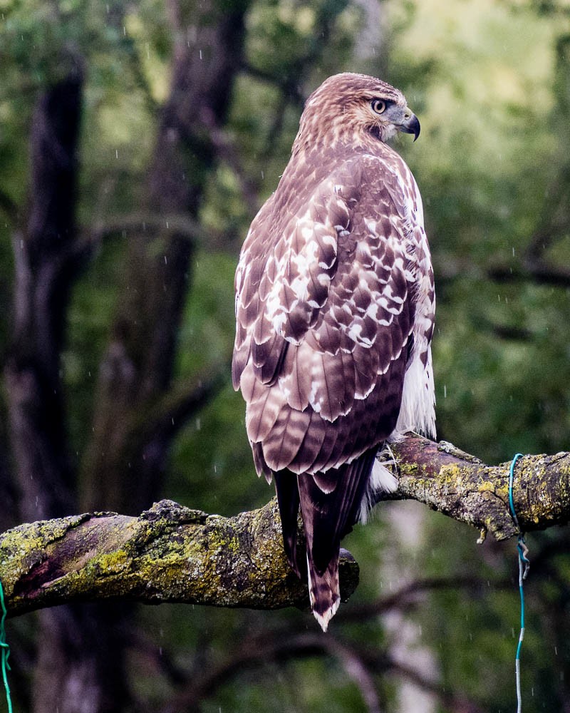 Poiana codarossa - ML641016231