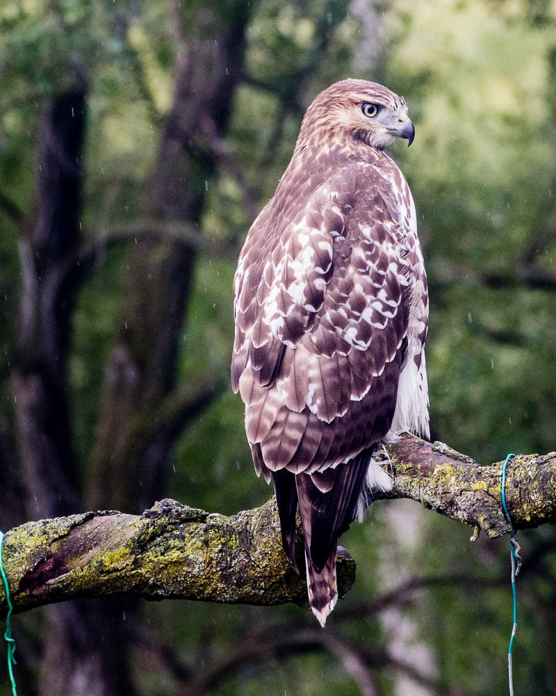 Poiana codarossa - ML641016232