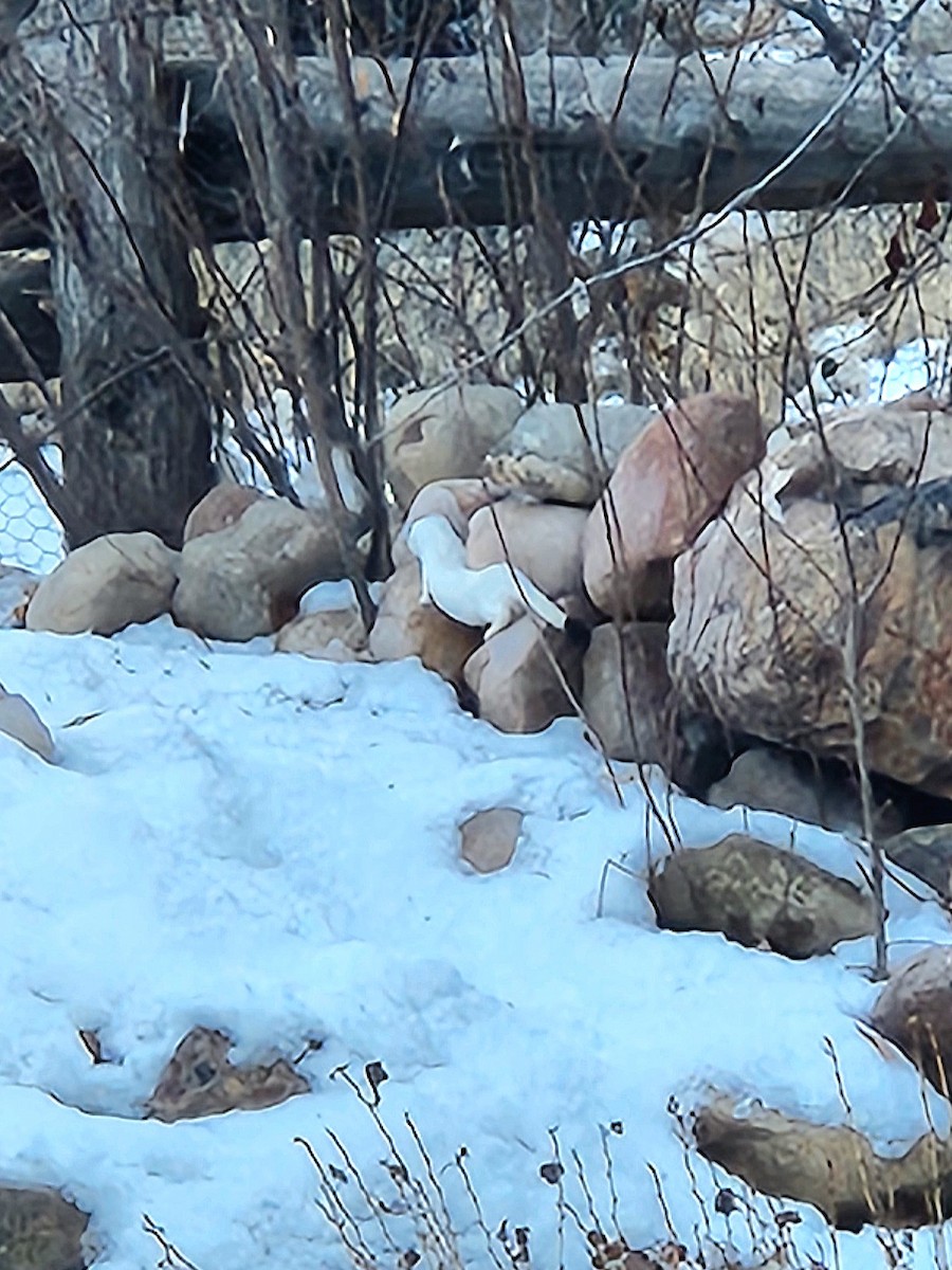 Animals - ML641016238