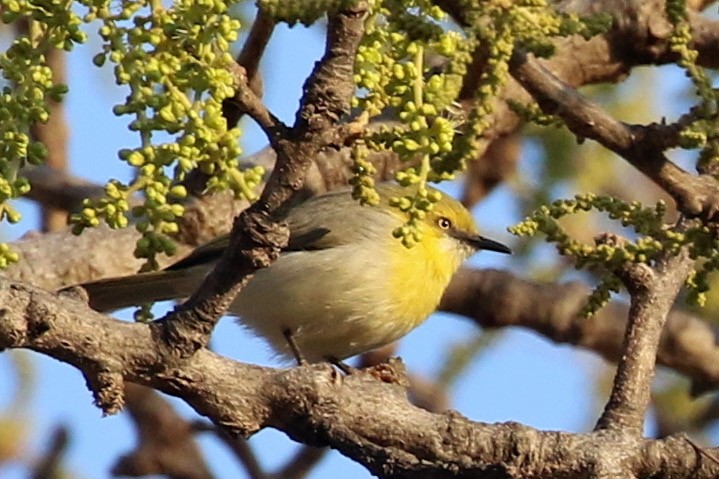 Green-capped Eremomela - ML641016241