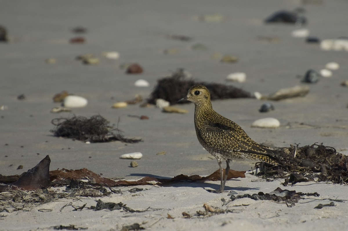 European Golden-Plover - ML641016255