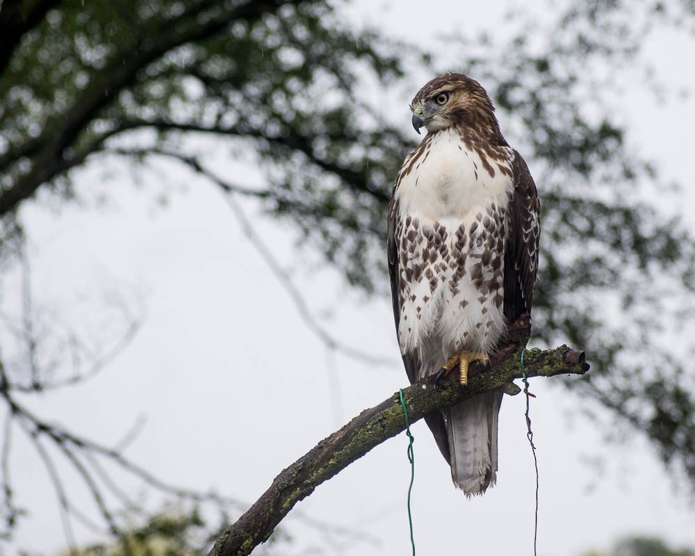 Poiana codarossa - ML641016270