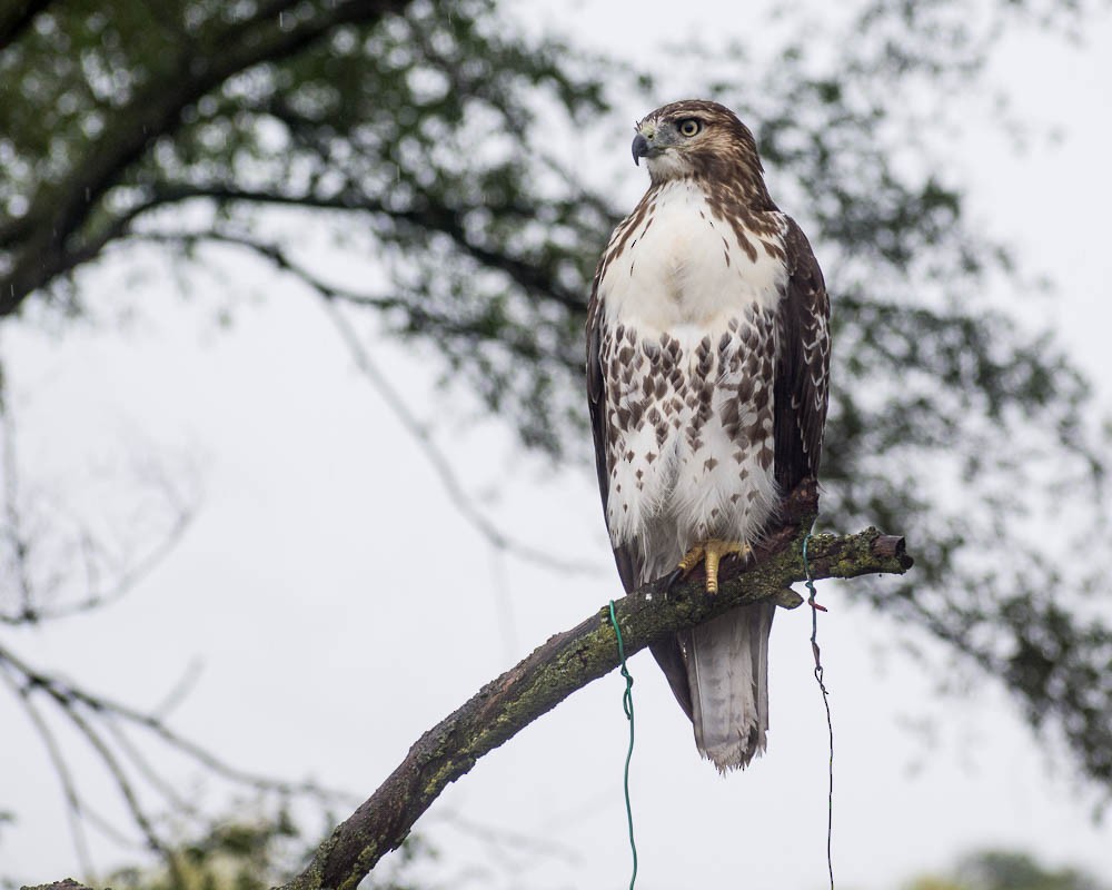 Poiana codarossa - ML641016271