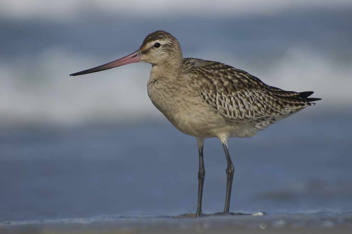 Bar-tailed Godwit - ML641016286