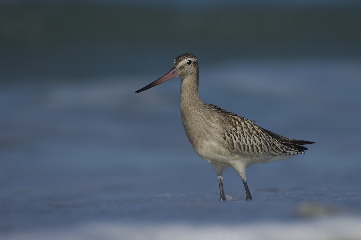 Bar-tailed Godwit - ML641016287