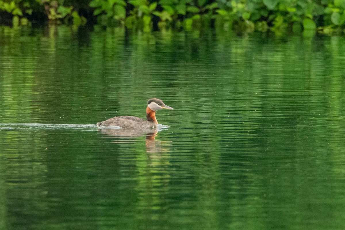 Red-necked Grebe - ML641016293