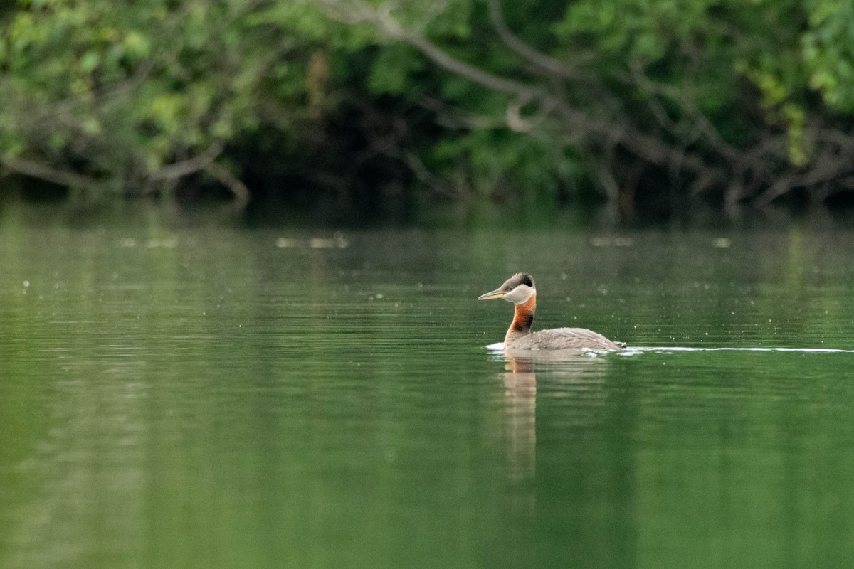 Red-necked Grebe - ML641016299