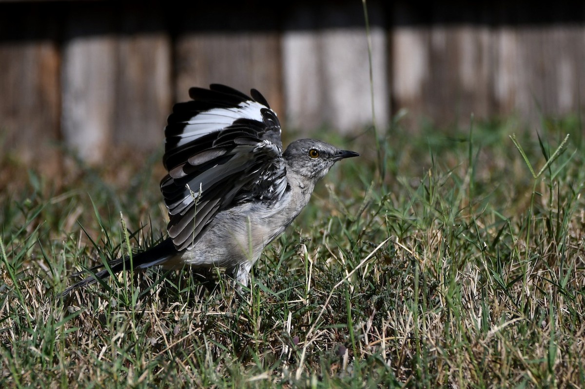 Northern Mockingbird - ML641016311