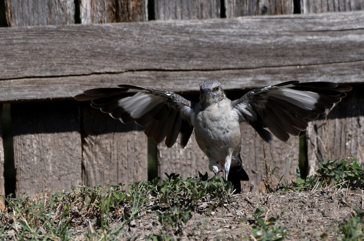 Northern Mockingbird - ML641016314