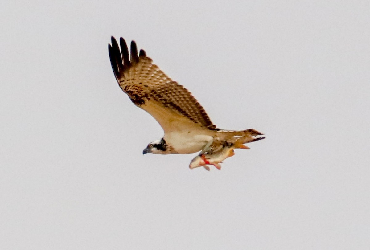 orlovec říční - ML641016315