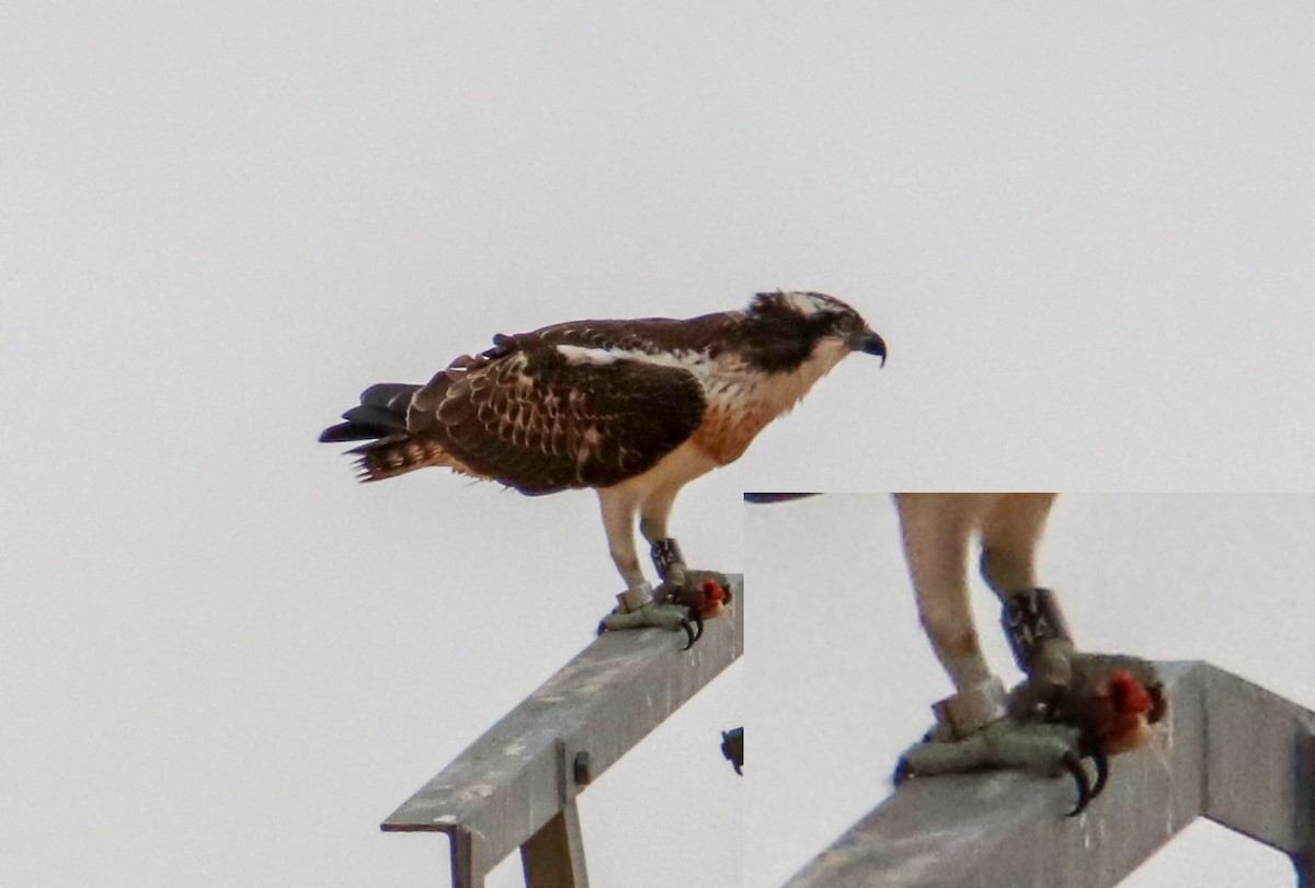 orlovec říční - ML641016316