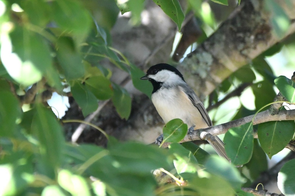 Carolina Chickadee - ML641016332