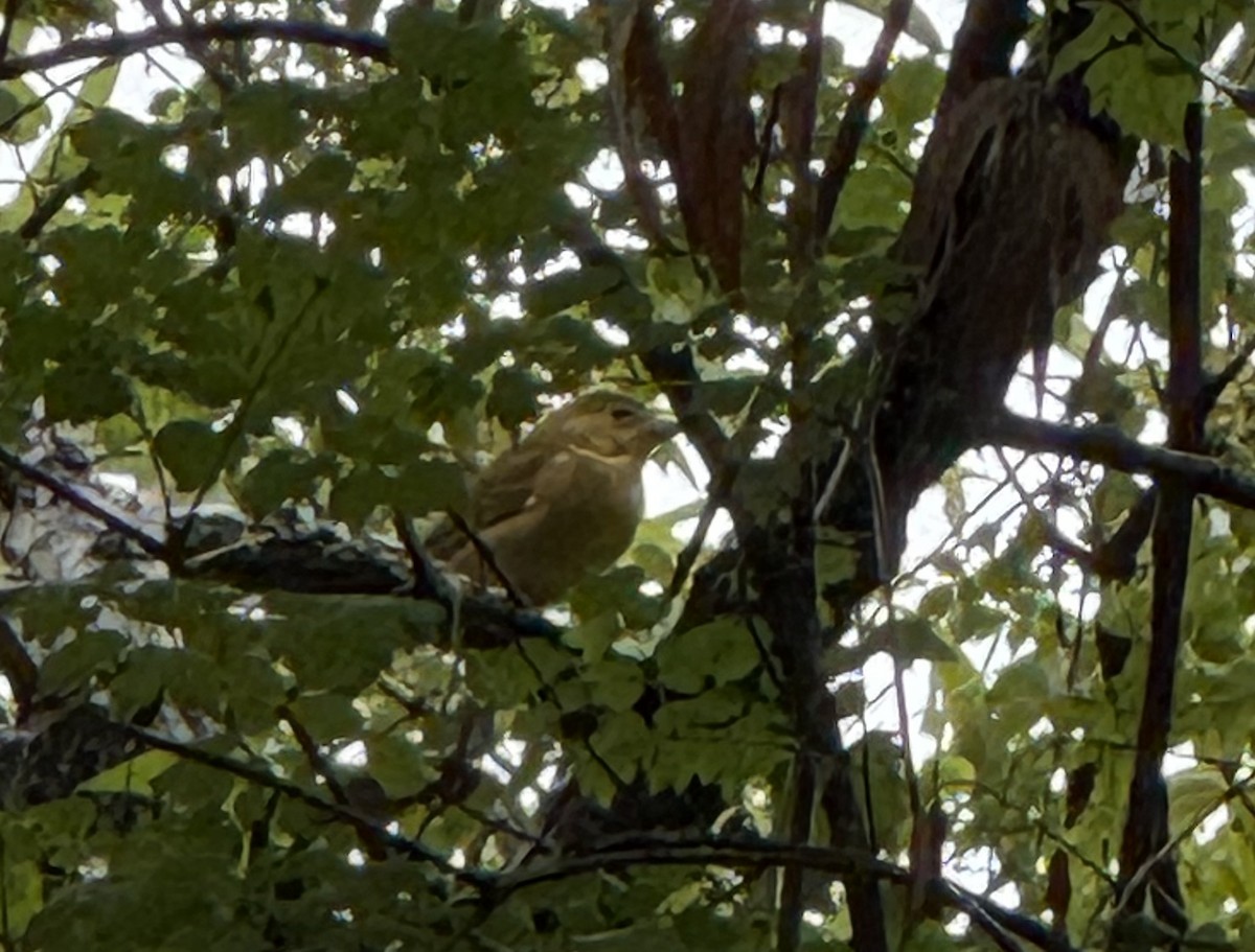 Summer Tanager - ML641016350