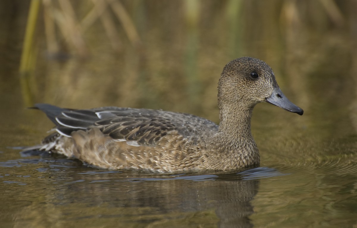 Eurasian Wigeon - ML641016387