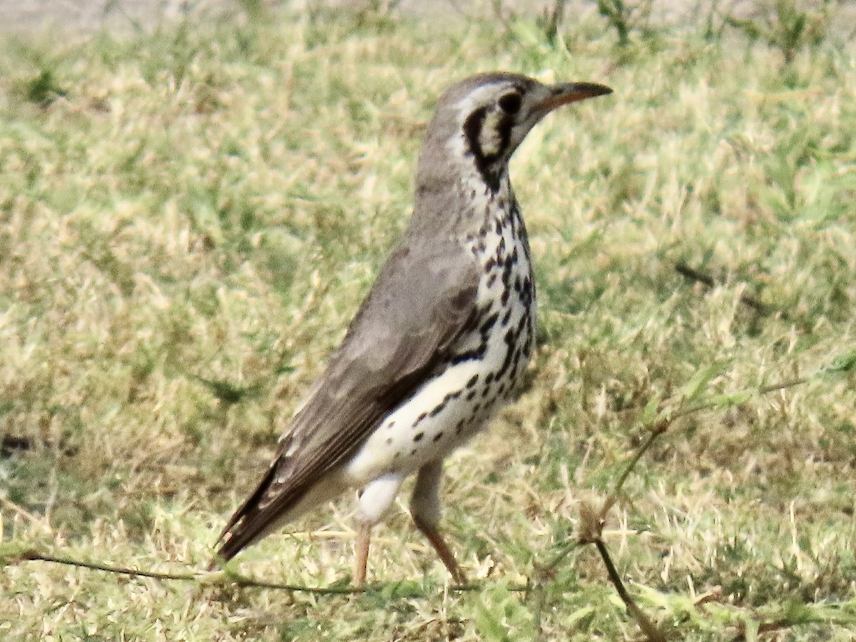 Groundscraper Thrush - ML641016398