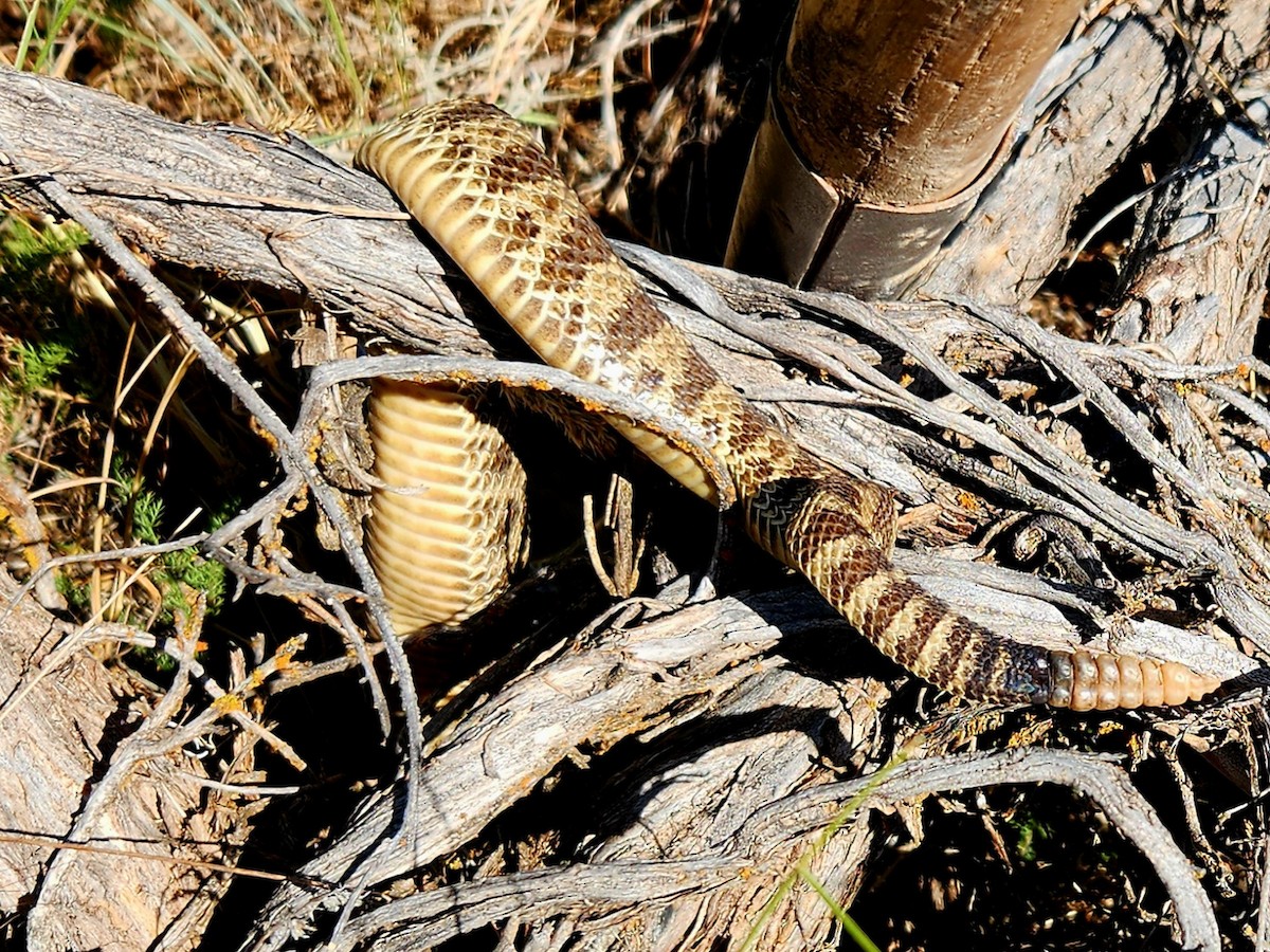 Animals - ML641016399