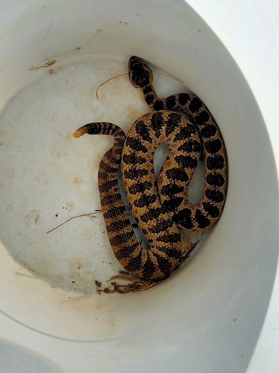 Animals - ML641016400