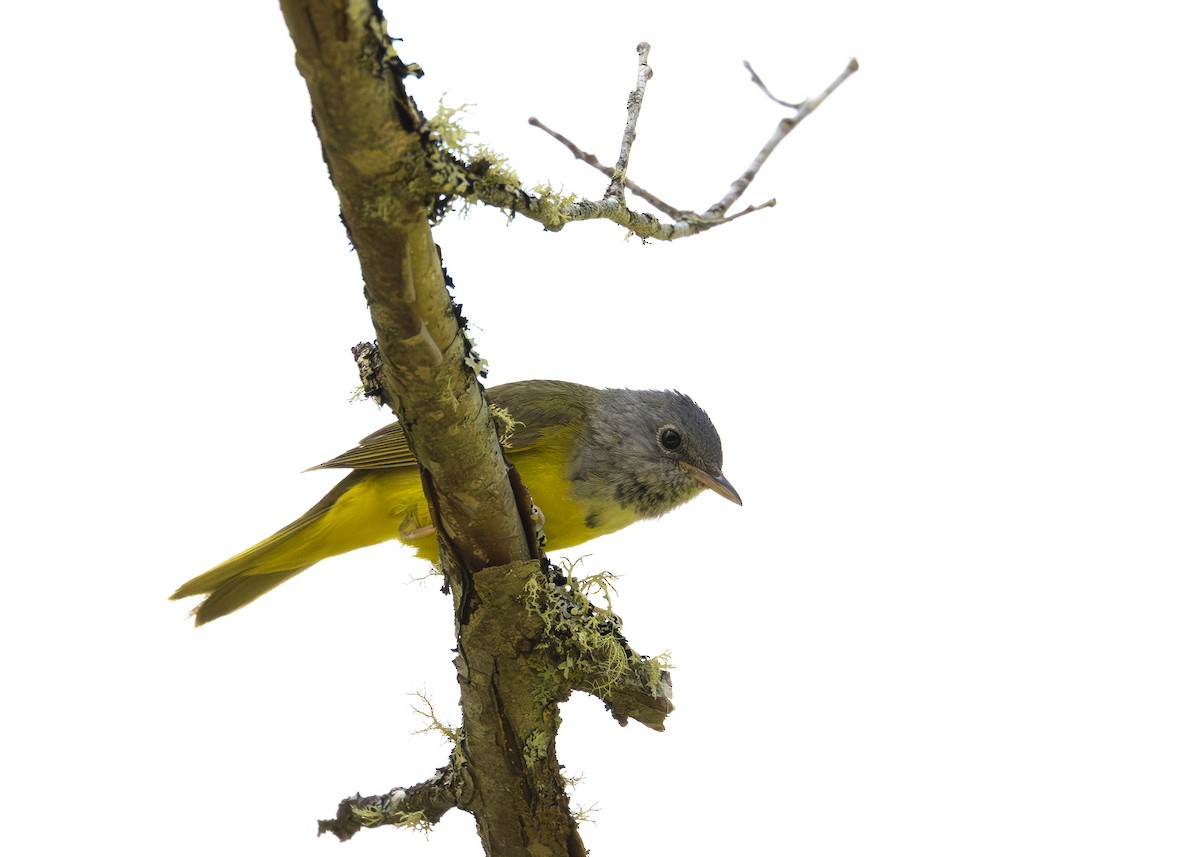 svartbrystparula - ML641016442