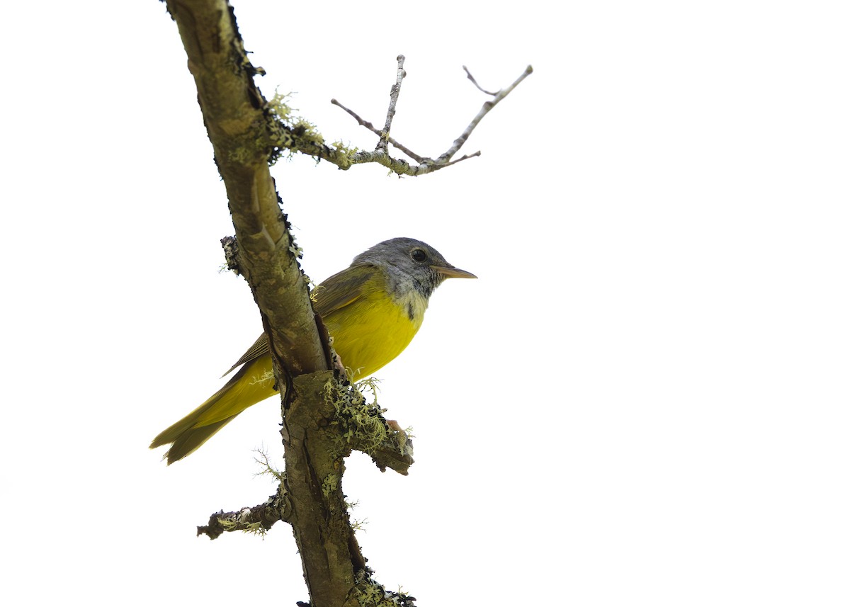 svartbrystparula - ML641016444