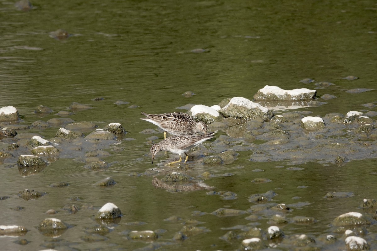 Graubrust-Strandläufer - ML641016454