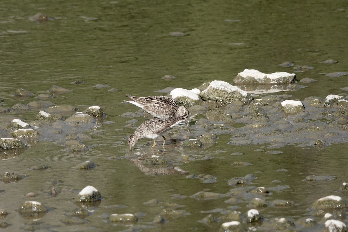 Graubrust-Strandläufer - ML641016455