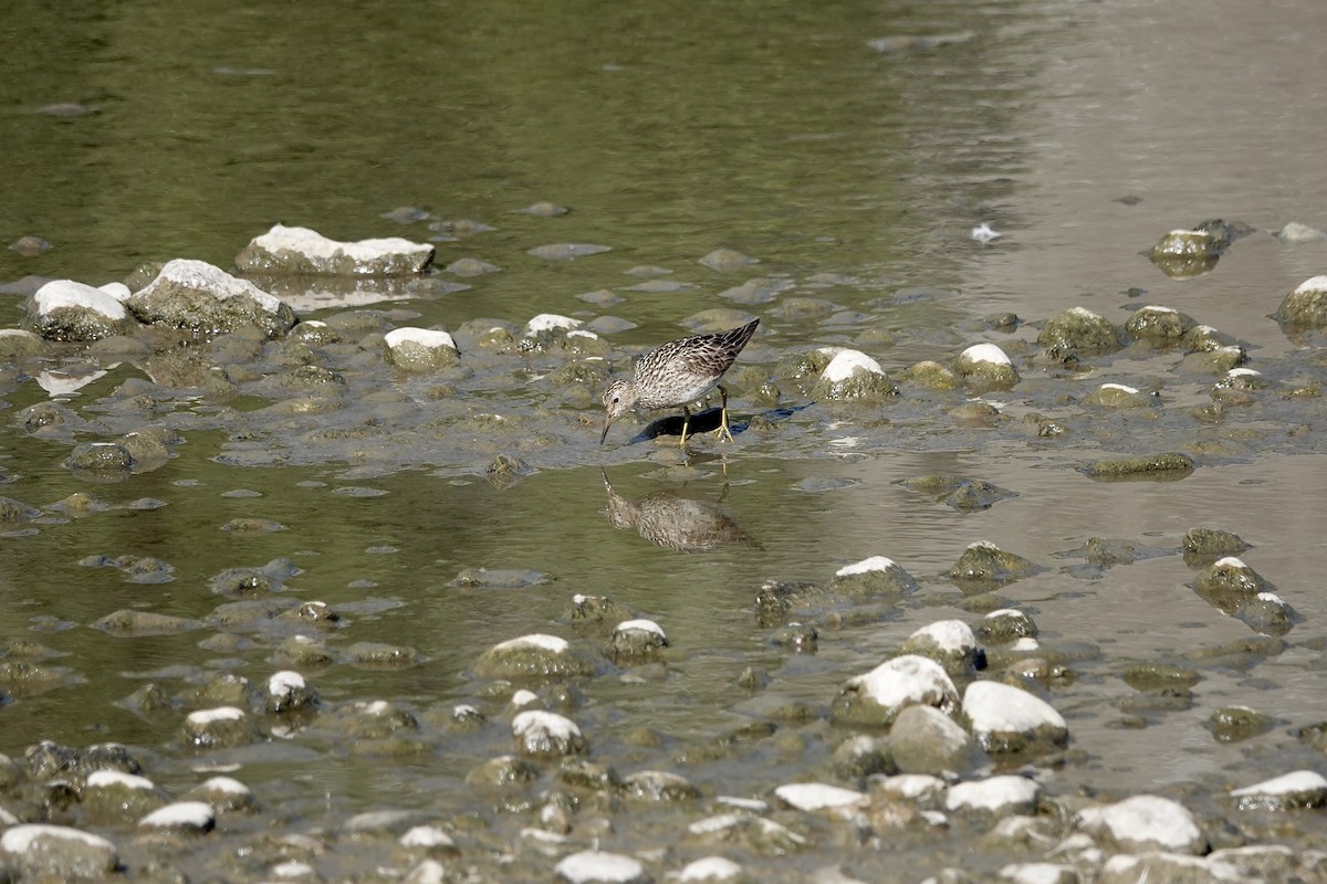 Graubrust-Strandläufer - ML641016456