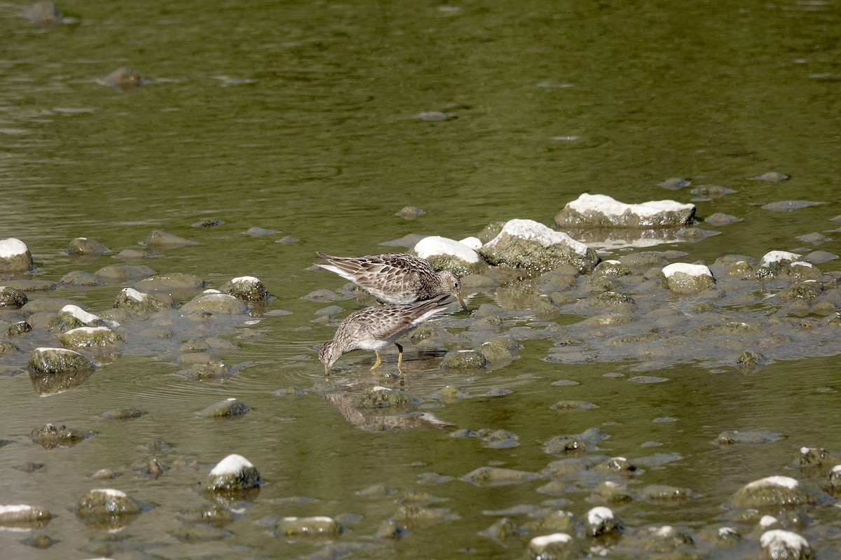 Graubrust-Strandläufer - ML641016457