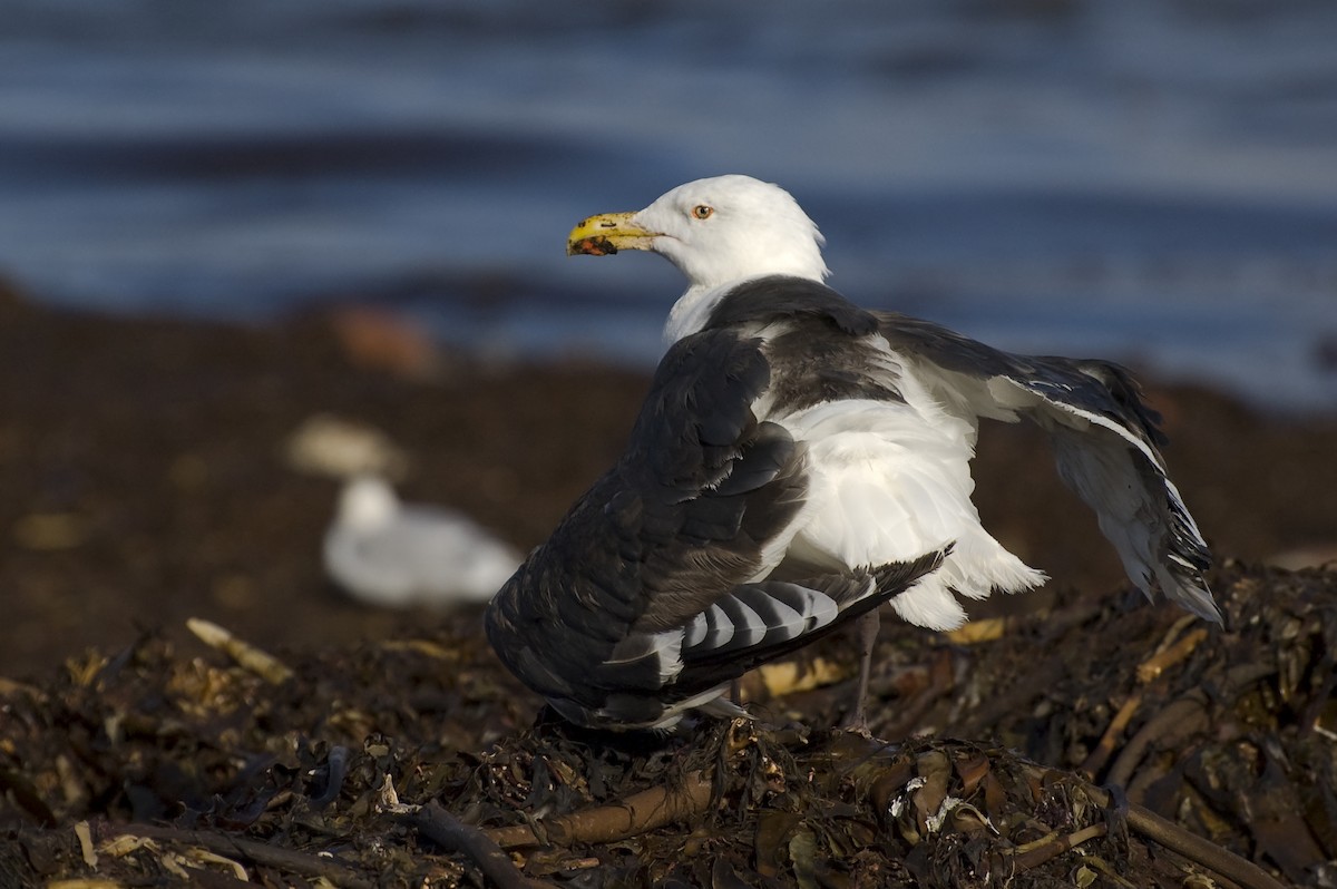 Great Black-backed Gull - ML641016493