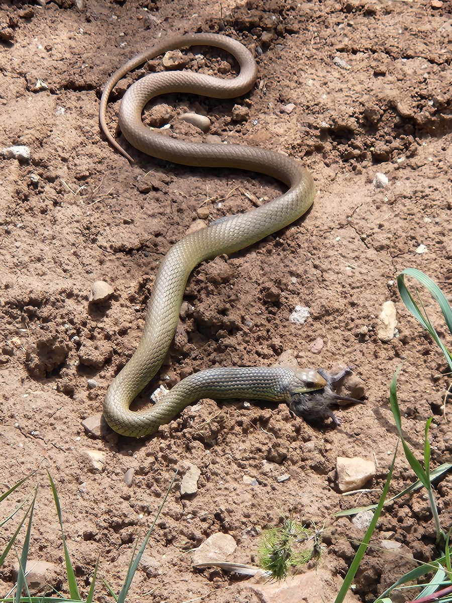 Animals - ML641016498