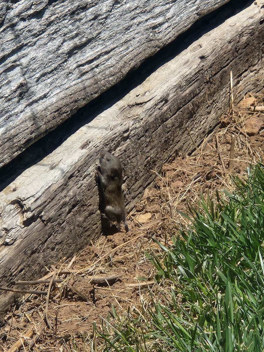 Animals - ML641016500